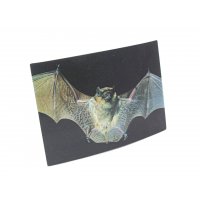 3D Postkarte Fledermaus